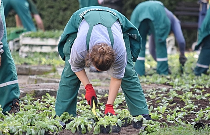 garden and gardening - feature - licence free image by pixnio