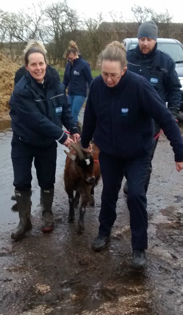 goat abandoned rescued by RSPCA