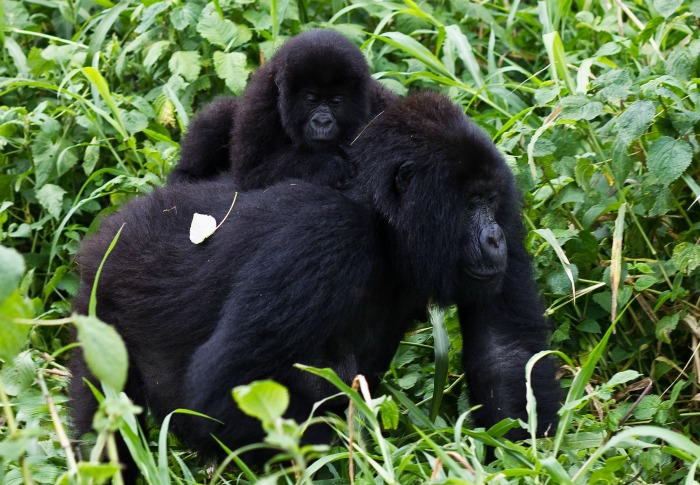 gorilla in congo, pic under creative commons by Cai Tjeenk Willink