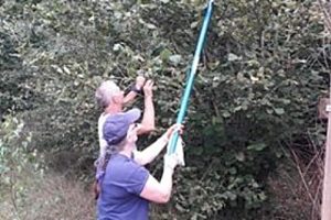 Cheshire Wildlife Trust collects more than 200,000 tree seeds for project
