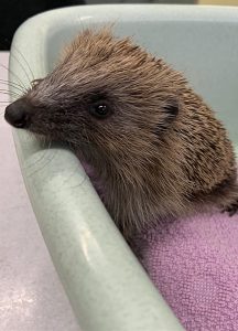 hedgehogs admissions