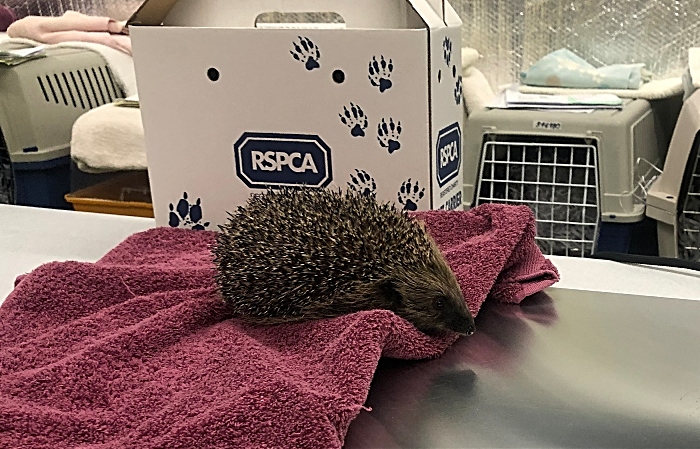 hedgehog admissions RSPCA Stapeley