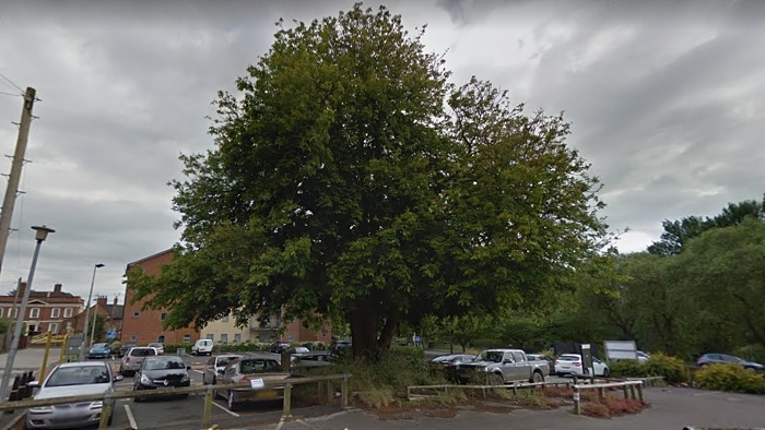 iconic tree in bowers row car park