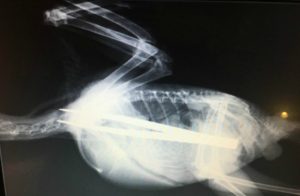 Stapeley Grange vets rescue jackdaw that swallowed tweezers