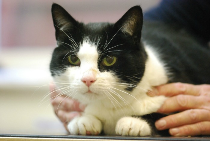 jester, one of the cats RSPCA cattery in nantwich