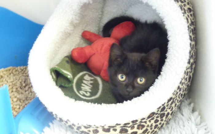 kitten found in Starbucks bin, Holmes Chapel, now at Stapeley Grange RSPCA centre