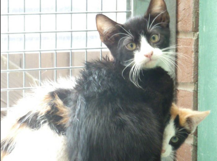kittens dumped in box cared for at RSPCA cattery in Nantwich