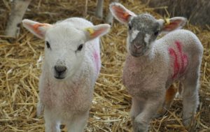 Reaseheath lambing event cancelled on February 29