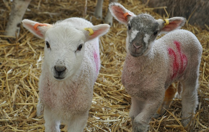 lambing weekends at reaseheath college