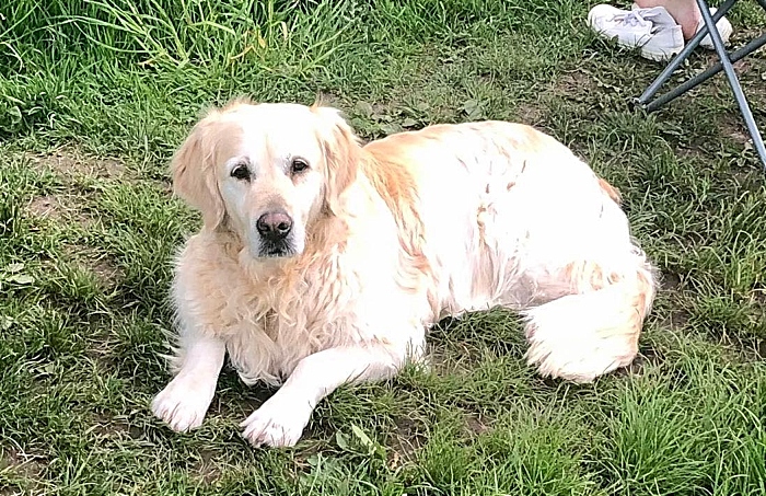 dog libby before attack in nantwich