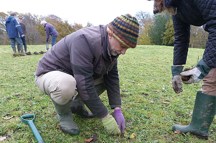 meadows, plug planting