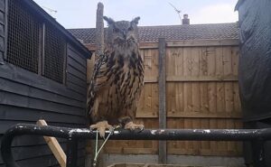 Owner appeals for help to trace missing Eagle Owl