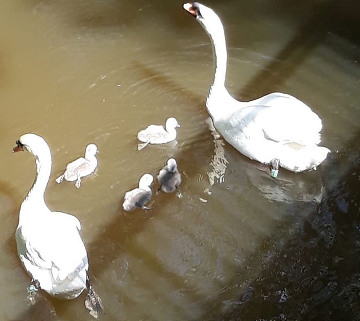 more swans by Trev Bailey