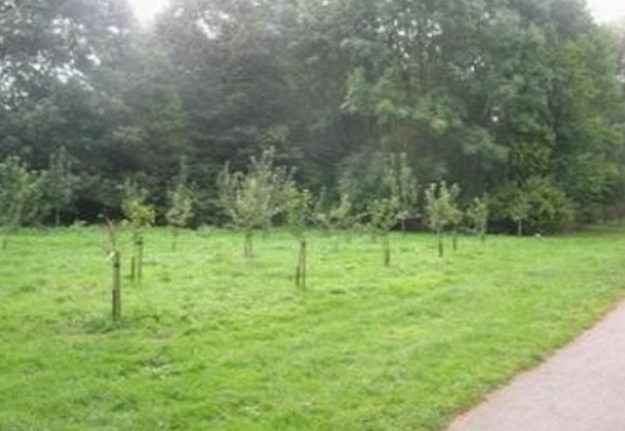 nantwich community orchard