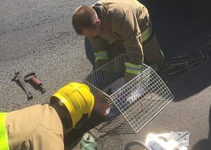Nantwich fire crews wade in to rescue ducklings from drain