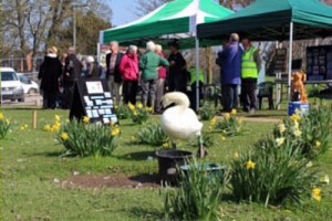 nantwich lake swan sculpture and sign unveiling