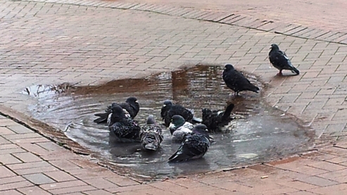 nantwich partnership town square revamp on uneven paving and drains