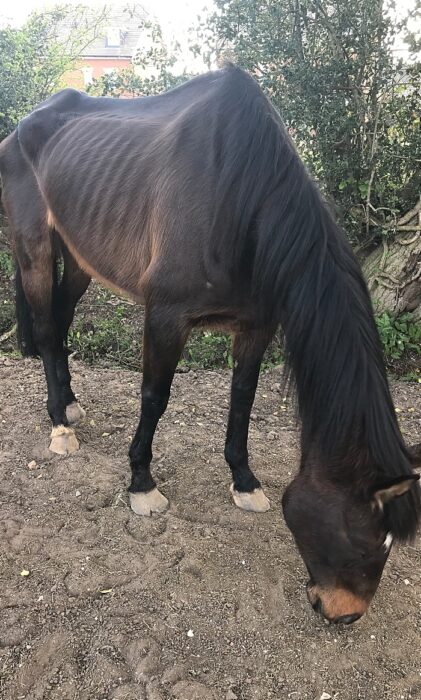 neglected horse - RSPCA - equine crisis