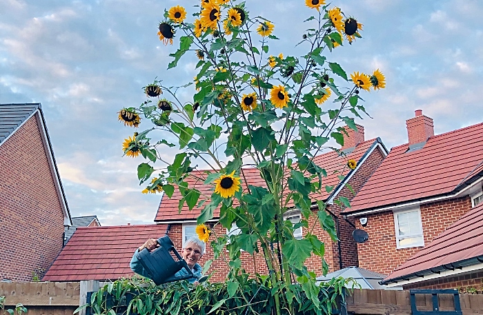 neighbours help with sunflowers