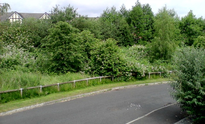 Overgrown land on Saltmeadows, Nantwich