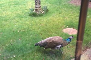 Mystery peahen ruffling feathers in Nantwich