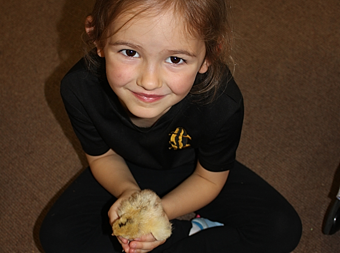 pear tree pupil with chick