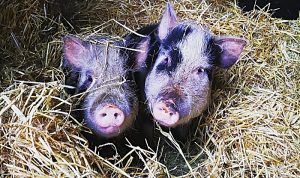 Peppa Pig and friend found dumped on A51 near Nantwich