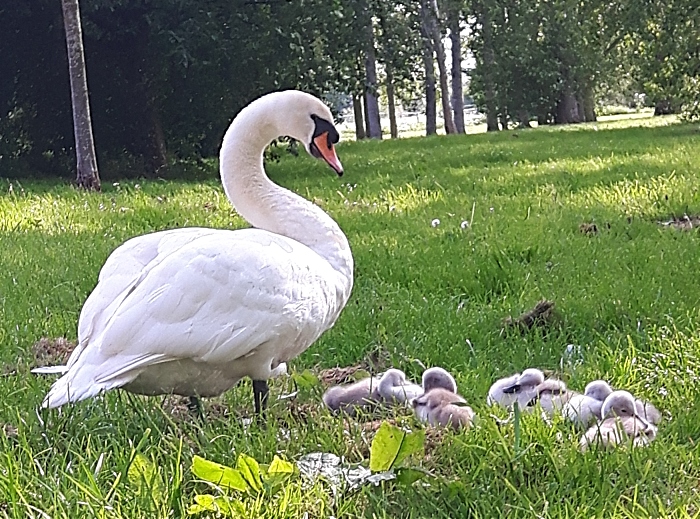 pic by Laura Hockenhull of swans on Mill Island