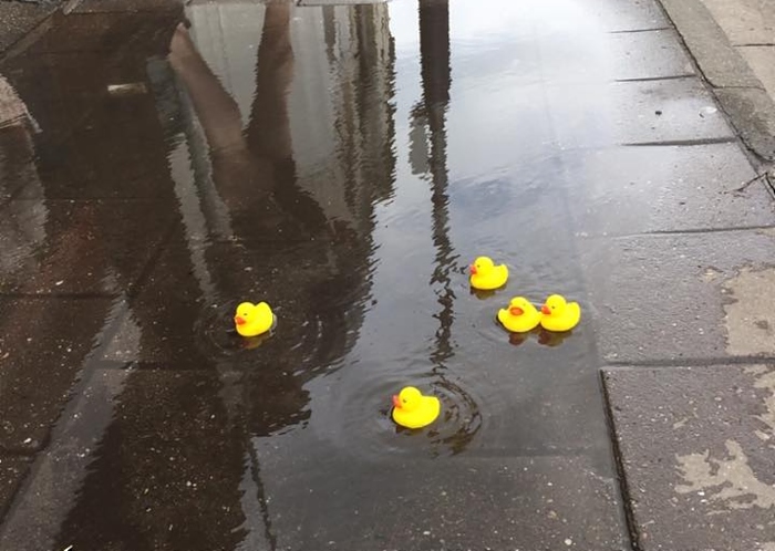 plastic ducks in beam street puddles