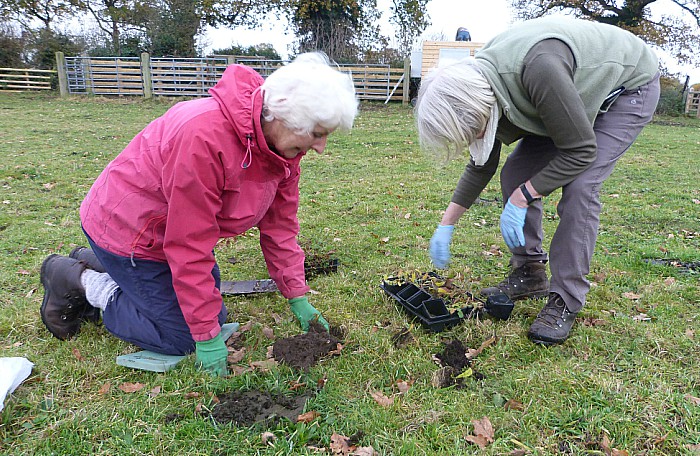 plug planting meadows