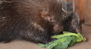 Porcupine to make first public appearance at Reaseheath Zoo in Nantwich