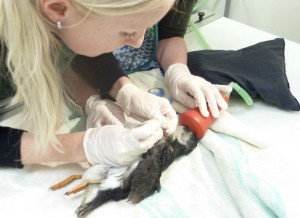 Rare injured puffin admitted to Stapeley Grange RSPCA centre