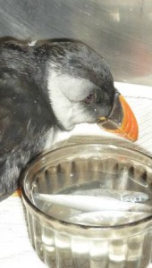 puffin treated at Stapeley Grange RSPCA centre in Nantwich