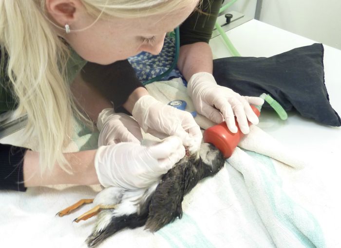 puffin treated at Stapeley Grange RSPCA centre