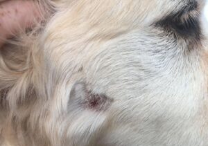 puncture wound suffered by libby in pitbull attack
