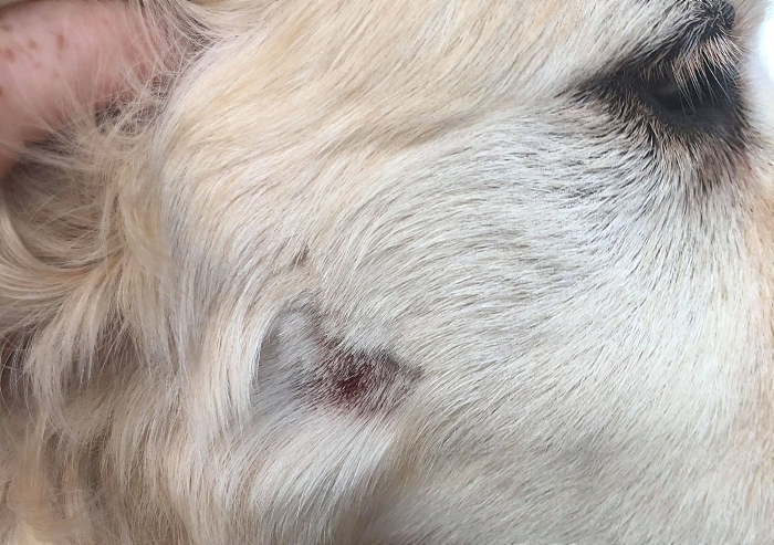 Tourists suffer horror dog attack during trip to Nantwich