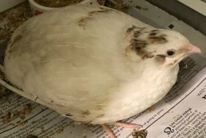 Stray quail treated at Stapeley RSPCA after car park rescue