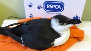 Nantwich animal centre cares for rare seabird hit by hurricane