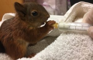 Rare red squirrel admitted to RSPCA Stapeley Grange