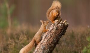 Cheshire Wildlife Trust backs “Big Wild Walk” for nature