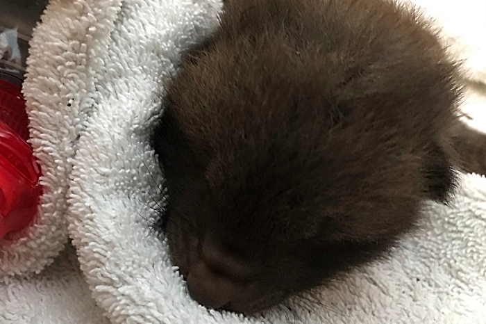 rescued fox cub stapeley RSPCA