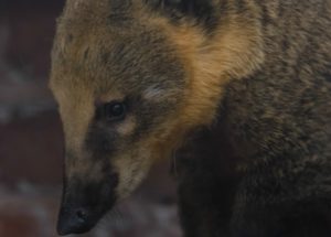 Rare ring-tailed coati cared for by RSPCA staff in Nantwich