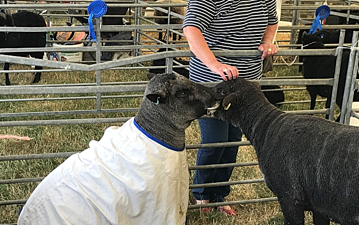sheep getting attention at Nantwich Show