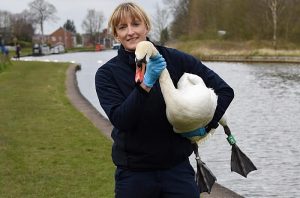 Swan released by RSPCA Stapeley after “horrendous” shot to neck