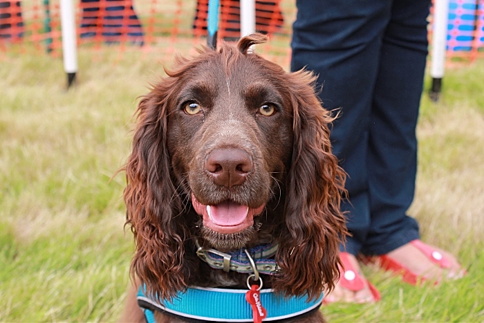 stapeley grange dog show and summer fair