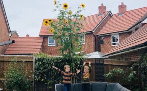 Nantwich family and neighbours team up to grow amazing sunflowers