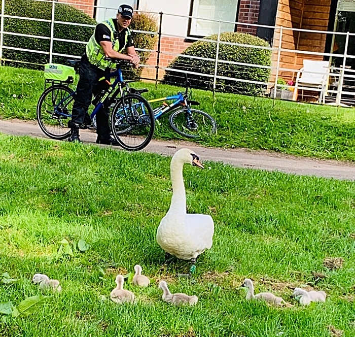 swan and family with police