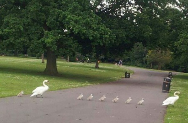 swan family at Queens Park in Crewe