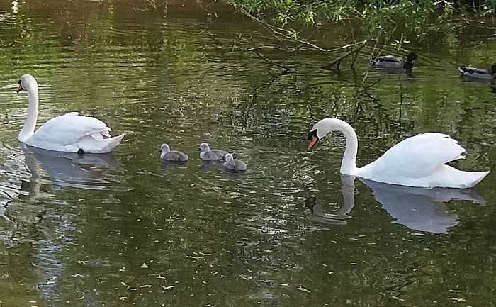 swan family on river weaver in nantwich
