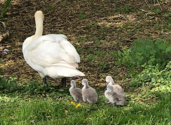 swan pics by Victoria Savage